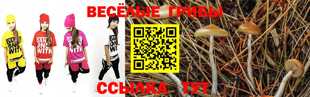 Псилоцибиновые грибы Psilocybe Кстово